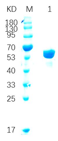 12% reducing SDS-PAGE analysis of purified Blue copper (approximately 5 mg protein loaded).